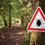 The Surge in Lyme Disease Reports