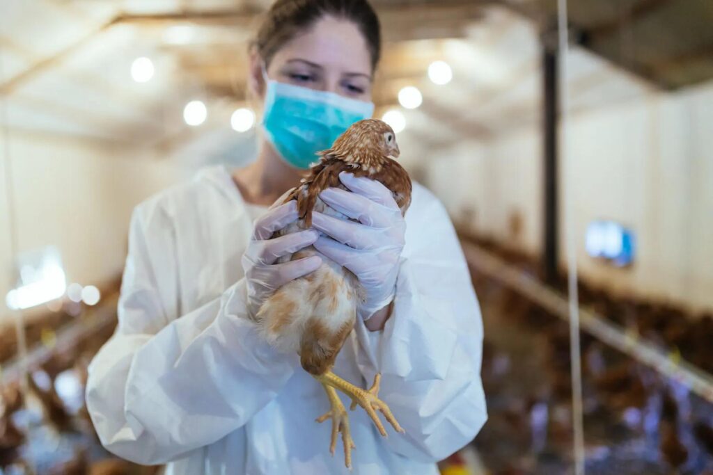 Addressing Public Health Concerns Over Avian Flu