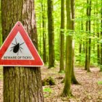 Tick, Tick, Spring Signals the Spread of Lyme Disease in the US