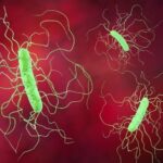 Investigational Antibiotic Comparable to Vancomycin in Curing C diff