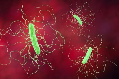 Investigational, Non-Antibiotic Begins Phase 2 Trial for Recurrent C difficile