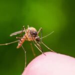 Jamestown Canyon Virus Emergence in North America Causing Neurological Issues