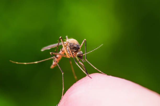 Jamestown Canyon Virus Emergence in North America Causing Neurological Issues