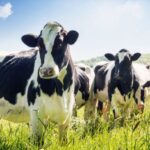 Michigan Offers Financial Aid and Research Support to Dairy Farms Hit by Avian Influenza