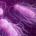 Mapping Salmonella’s Pathogenic Potential