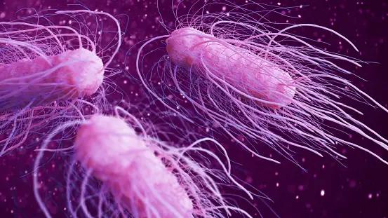 Mapping Salmonella’s Pathogenic Potential