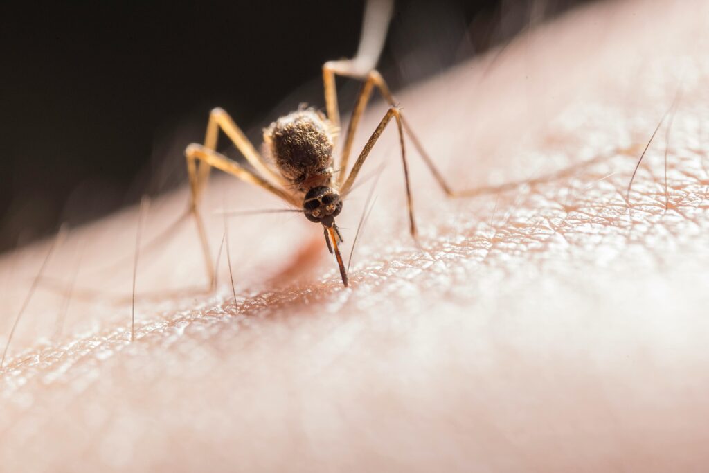 Mosquito-Borne Pathogens are Priority Concerns for Outbreaks