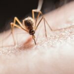 Mosquito-Borne Pathogens are Priority Concerns for Outbreaks