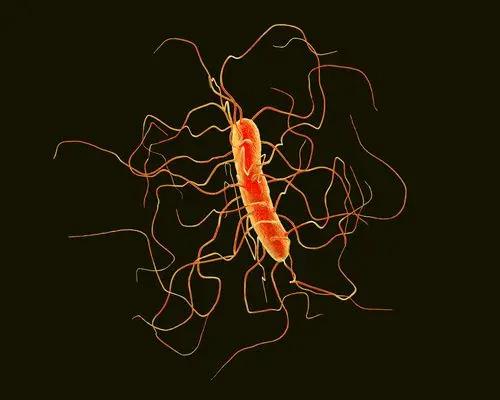 Diverse Genotypes of Clostridioides difficile Revealed