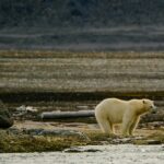 Will the Melting Permafrost Uncover Vector Borne and Zoonotic Pathogens and Release Ancient Infectious Diseases?