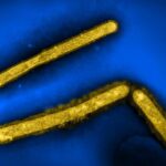 NIH Offers Updated Risk Assessment on Avian Influenza